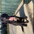 Idefix