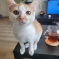Lovi, Lex en Laafje