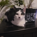 Lux