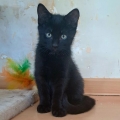 Vlinders