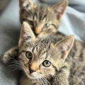 Cookie en Flip (Winnie 1 en 4)